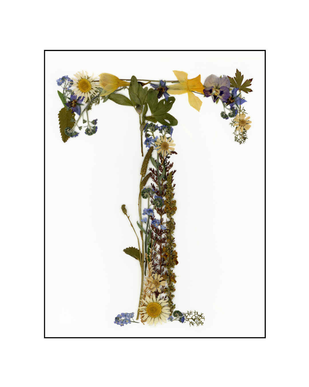 Affiche - Alphabet Floral - T (8"x10")