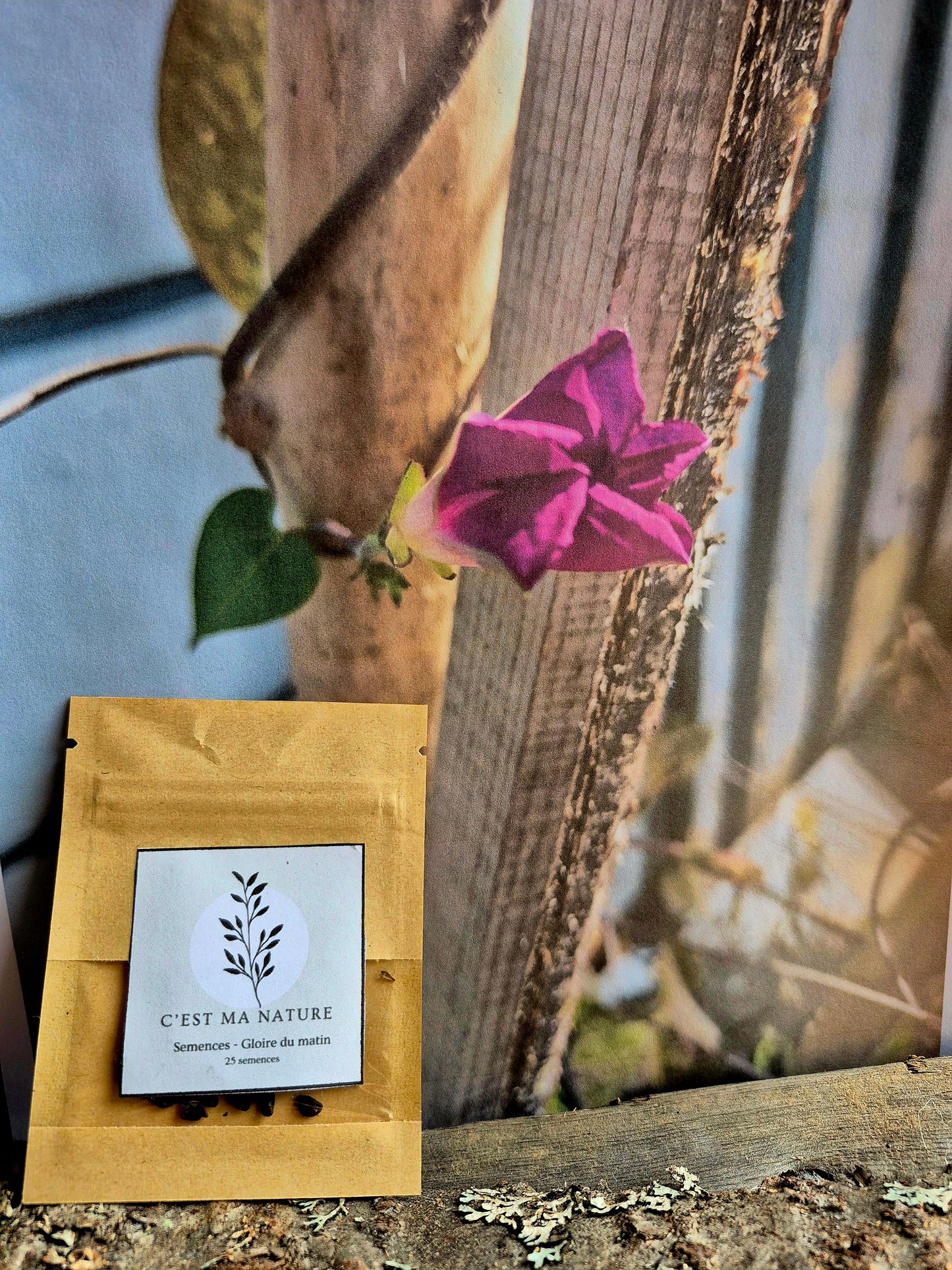 Semences Gloire du matin