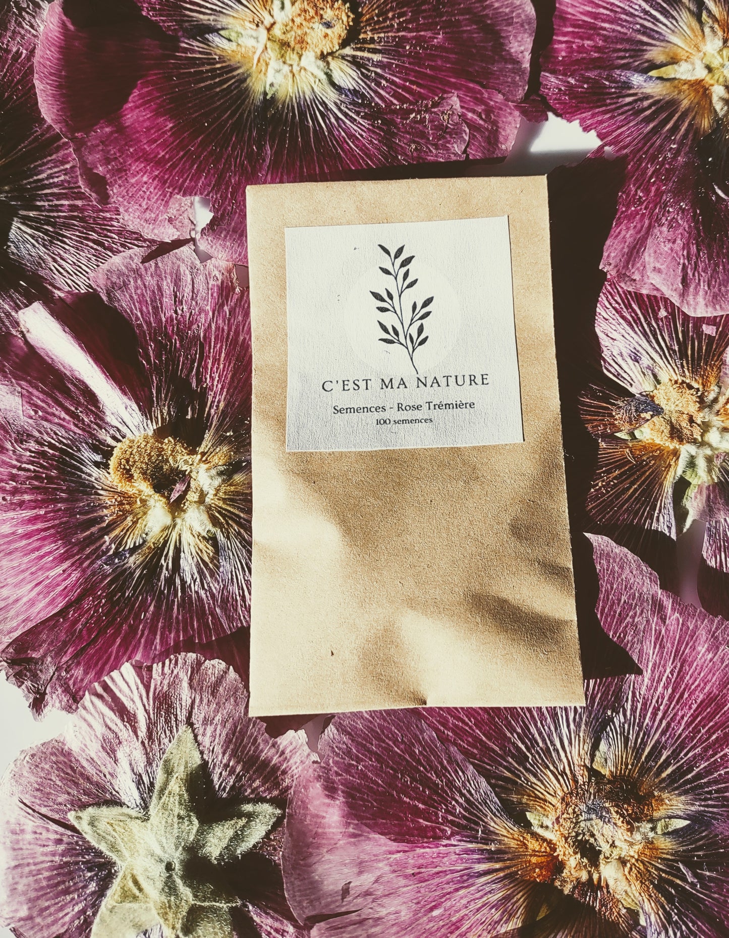 Semences Rose trémière