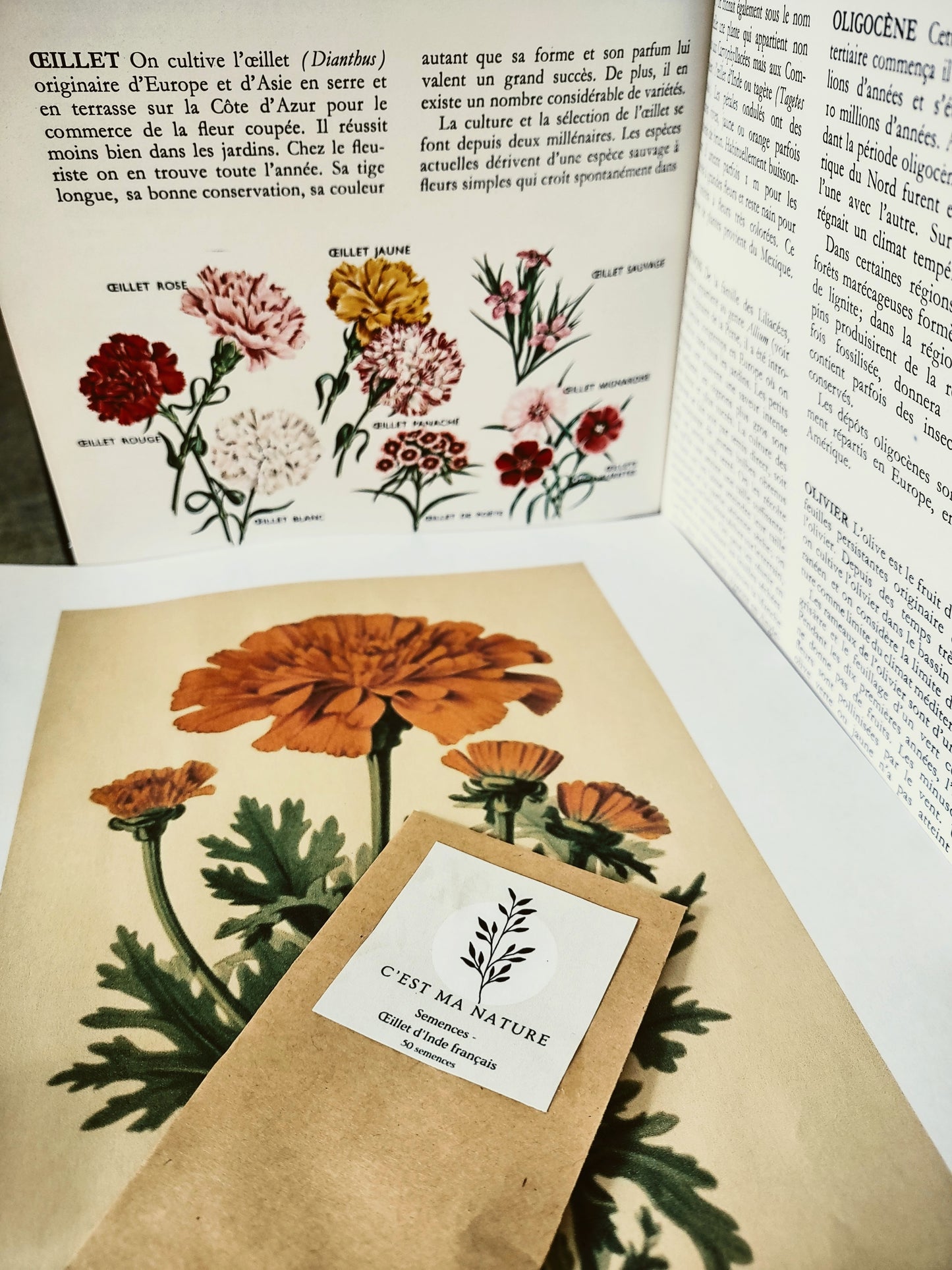 Semences Œillets d'Inde français