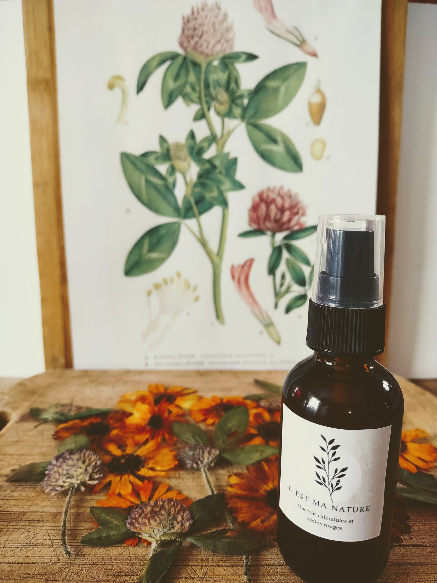 Huile à massage calendule et trèfle rouge 100 ml