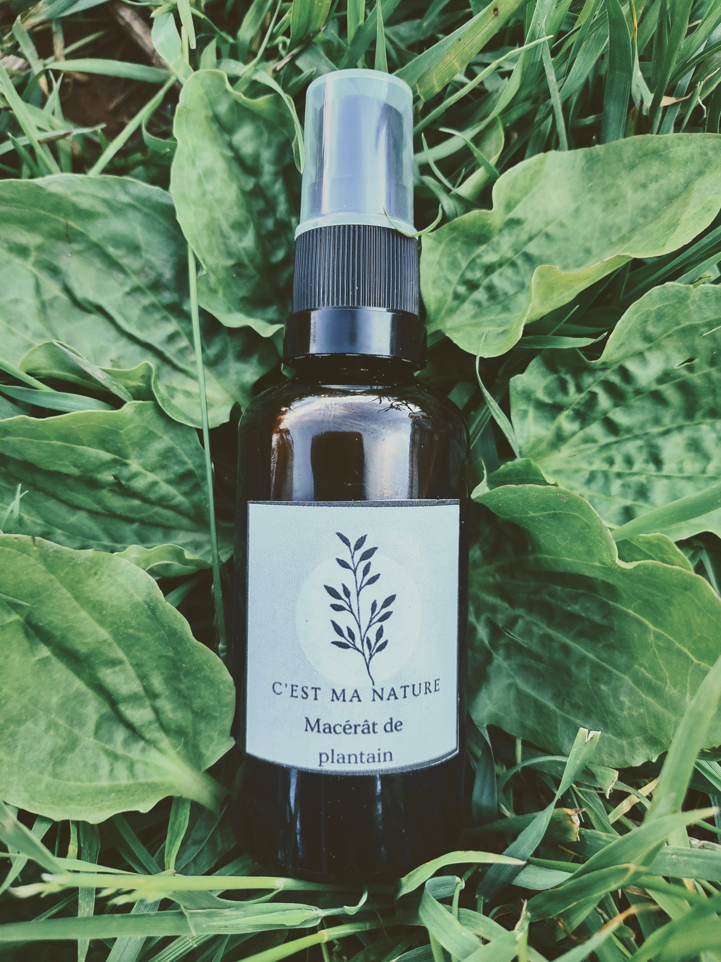 Macérat de plantain 50 ml