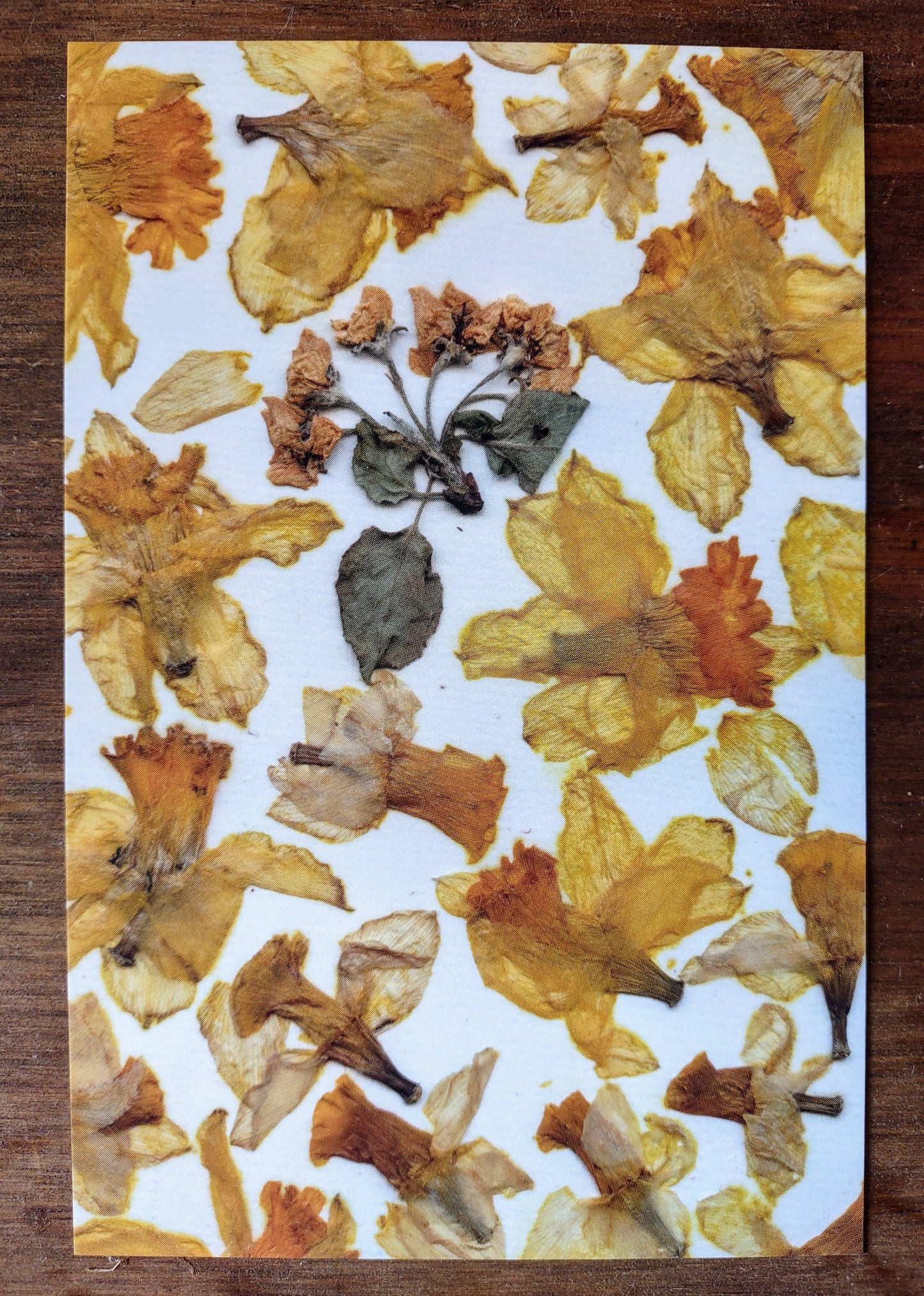 Carte postale Jonquilles