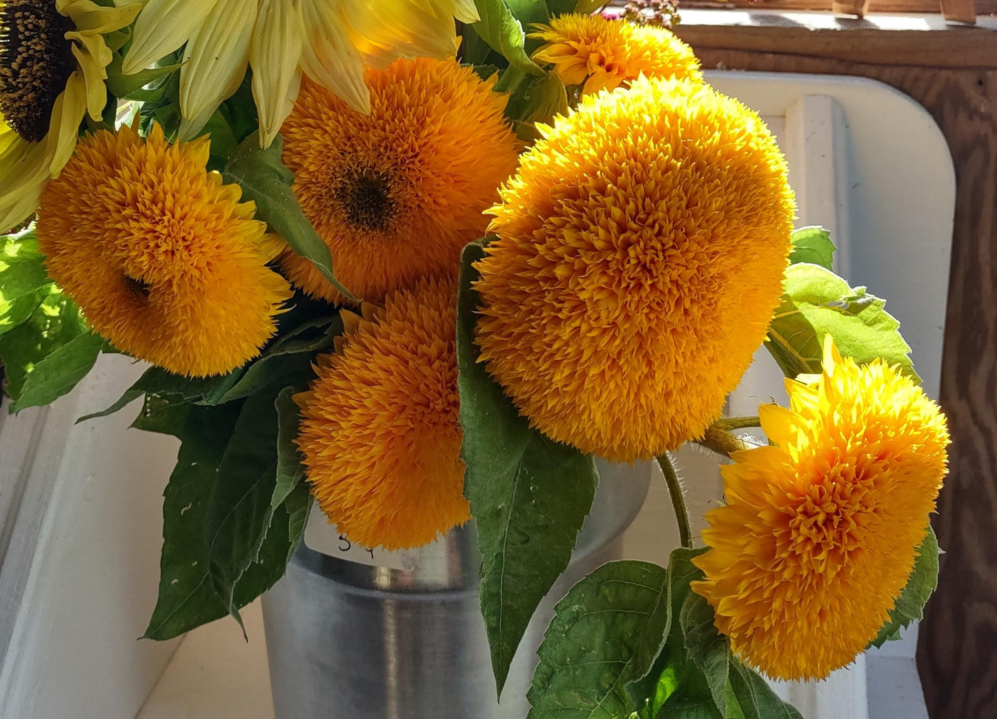 Semences tournesol Teddy Bear