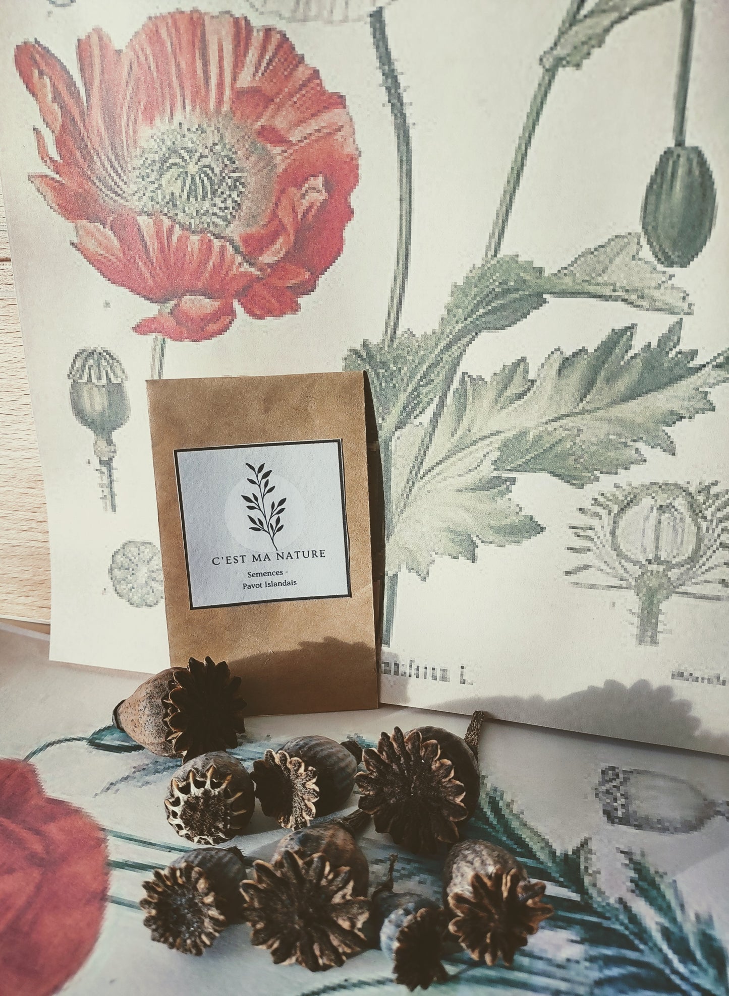 Semences de pavot islandais