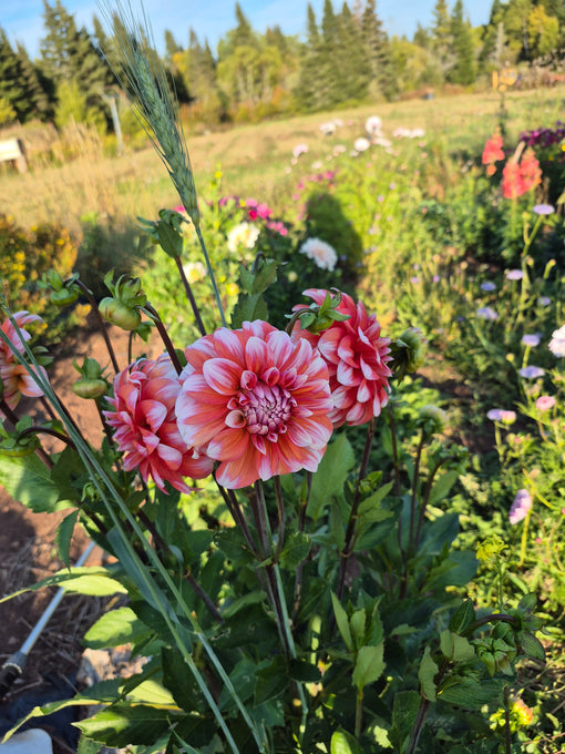 Petite visite au jardin