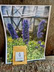 Semences Grand Delphinium