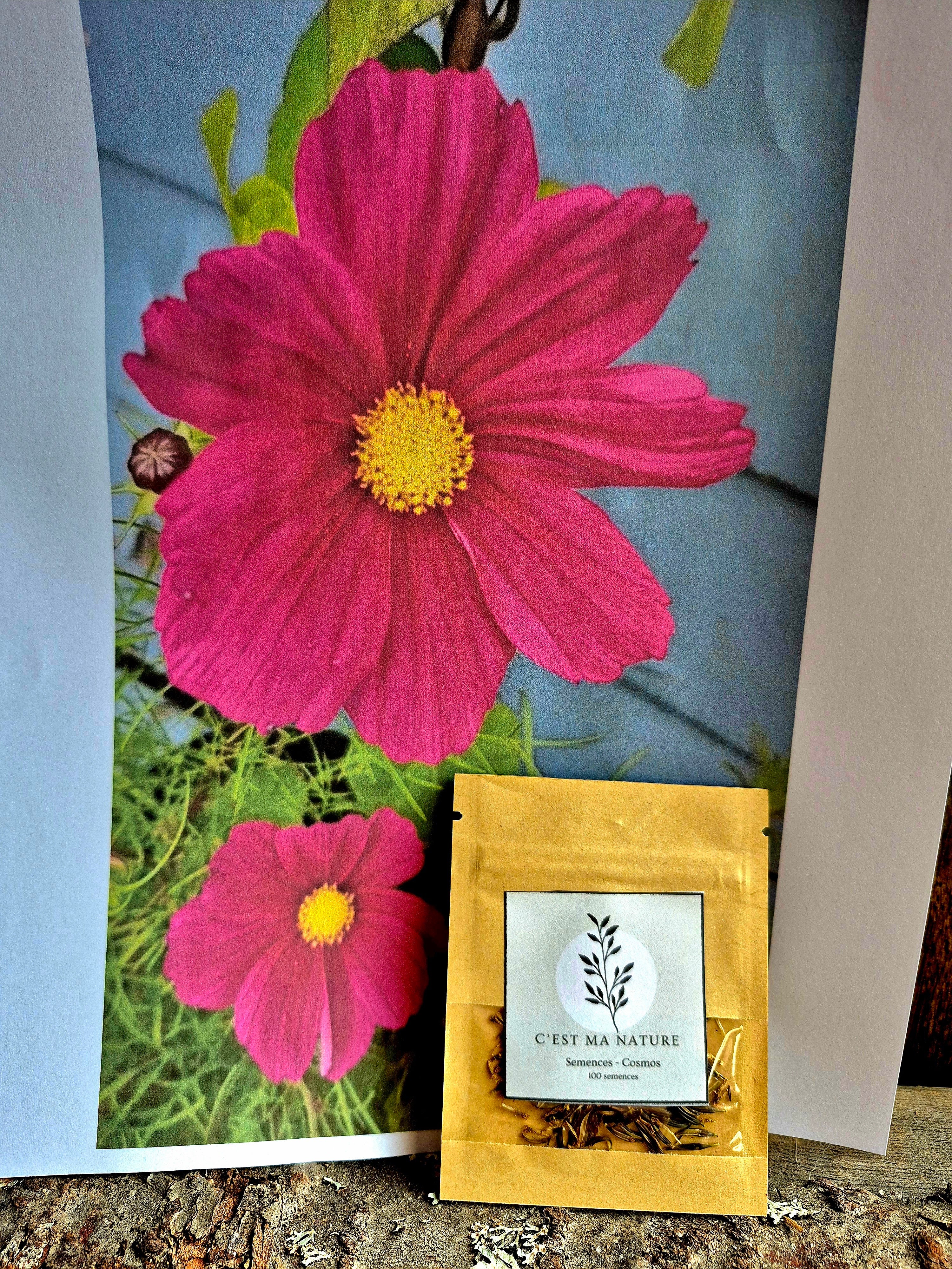 Semences Cosmos