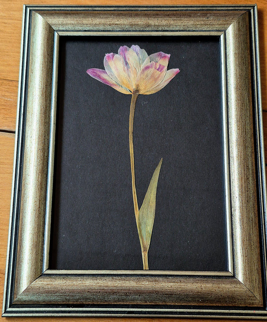 Cadre - Tulipe classique