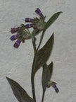 Composition florale artisanale sur papier Lokta 