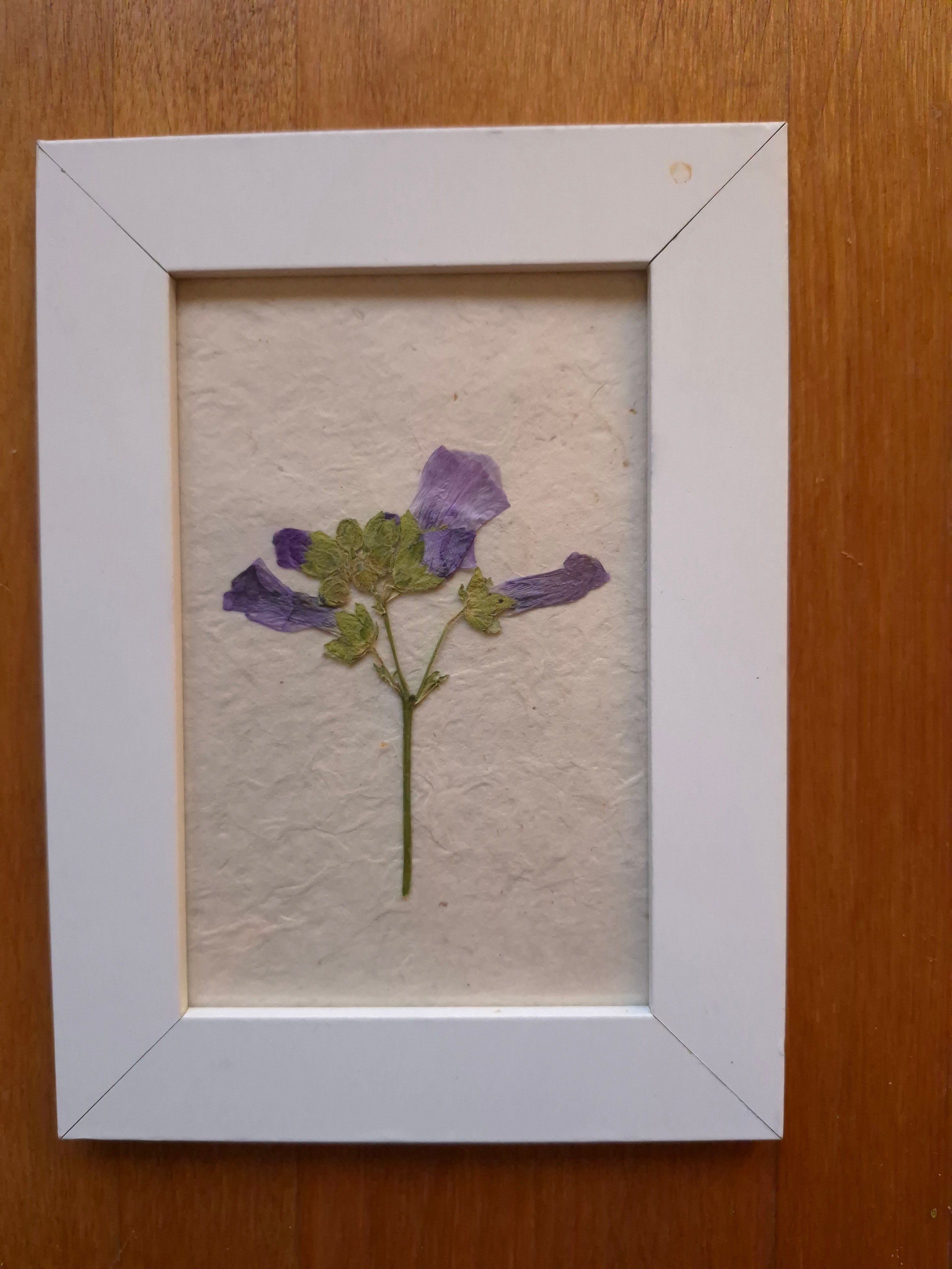 Cadre floral - Bouton de Mauve