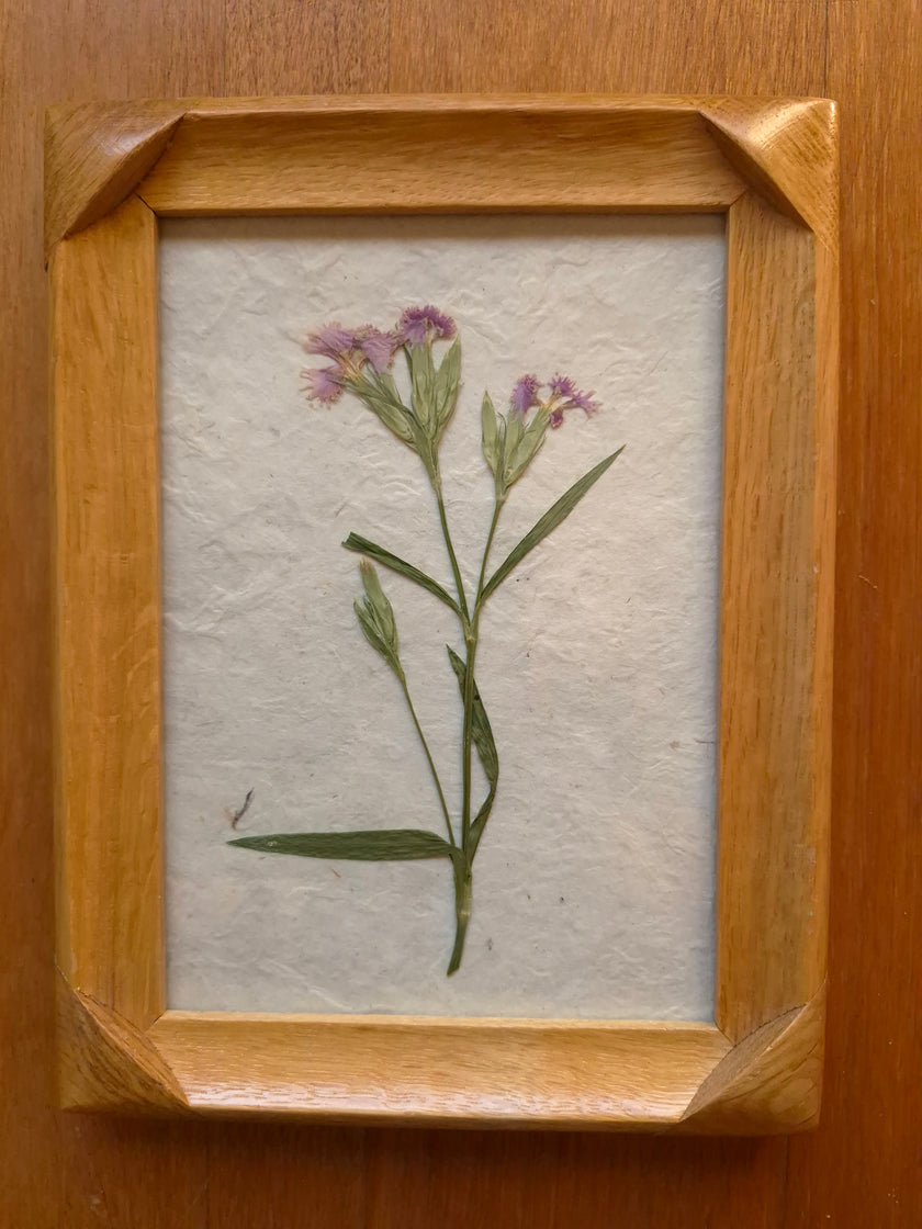 Cadre floral - Gracieuse Dianthus