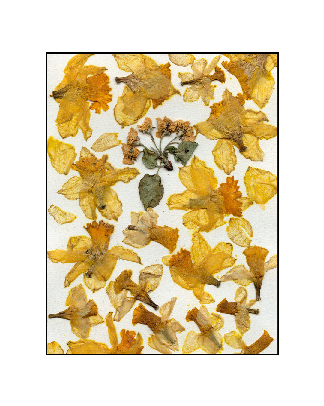 Oeuvre florale - Jonquilles (liquidation)