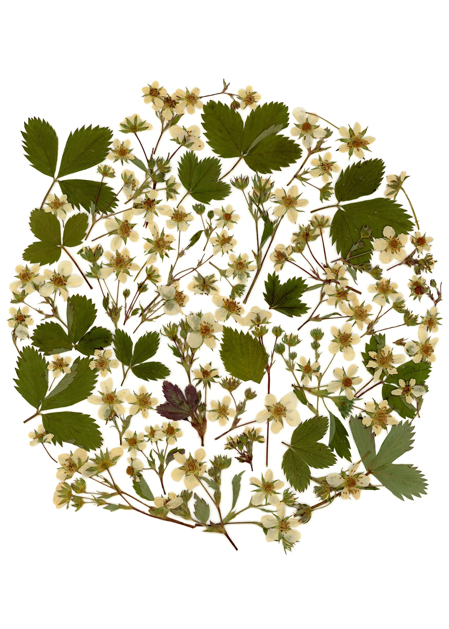 Oeuvre florale- Lune des fraises