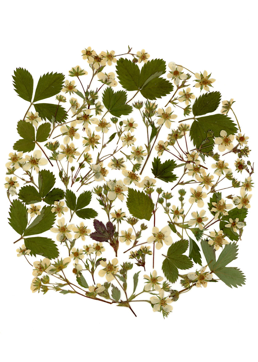 Oeuvre florale- Lune des fraises