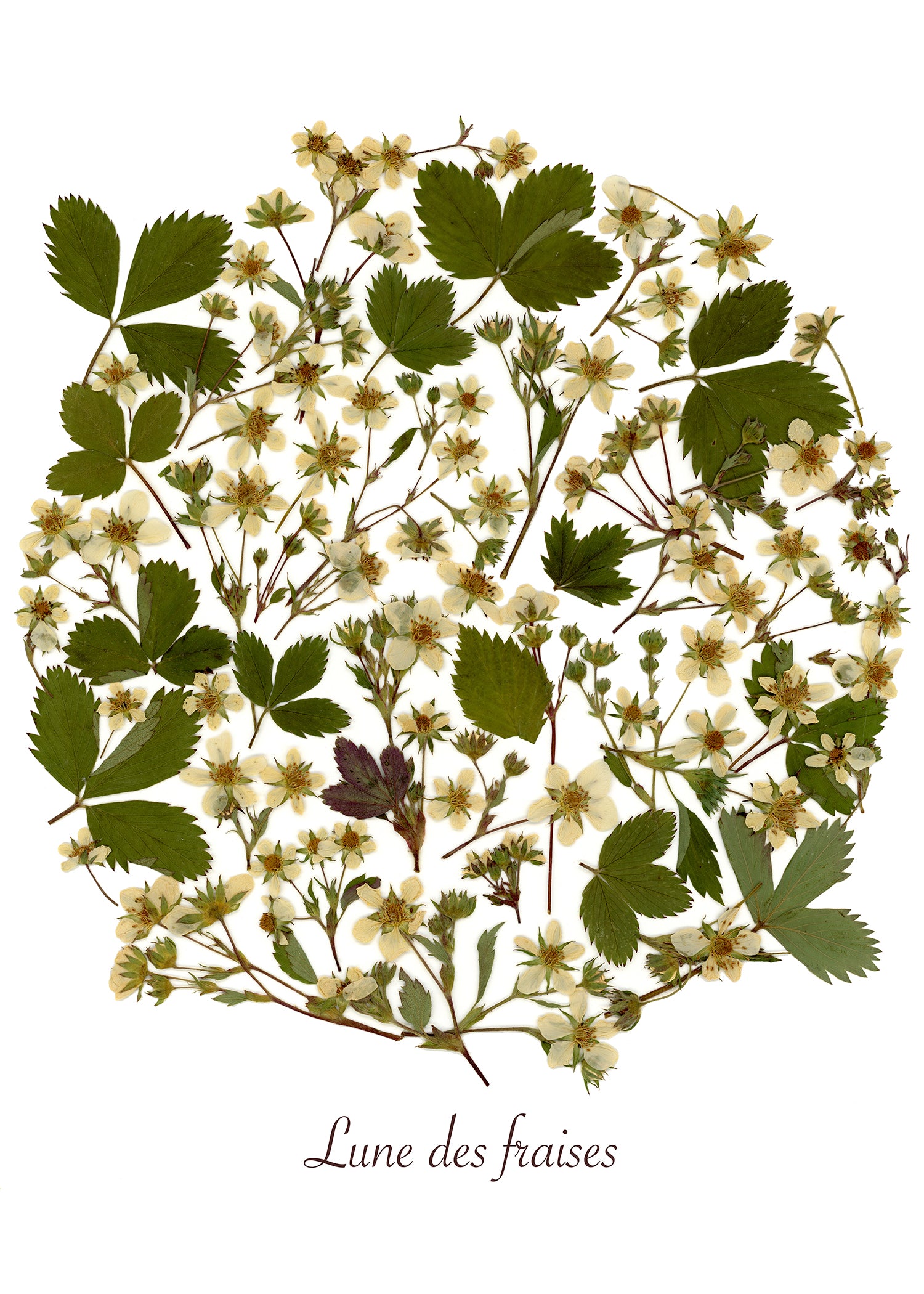 Oeuvre florale- Lune des fraises