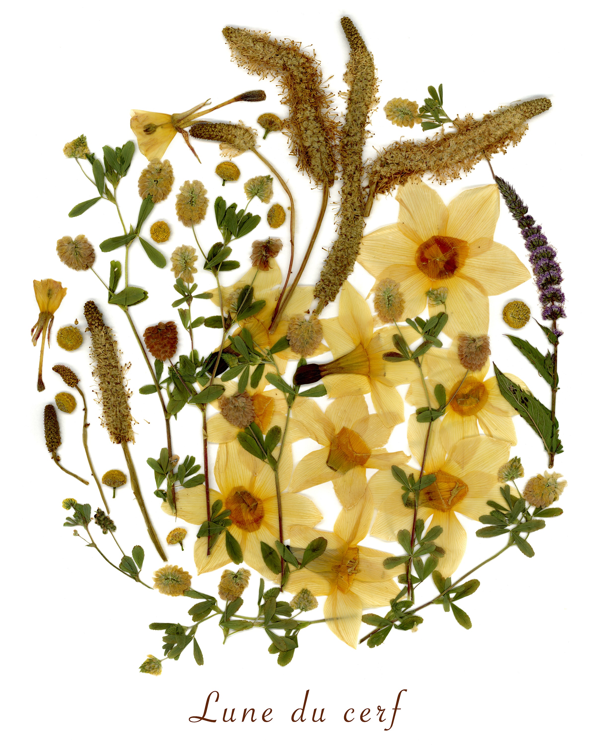 Oeuvre florale- Lune du cerf