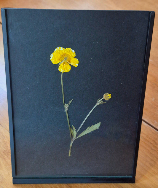 Cadre - Bouton d' or