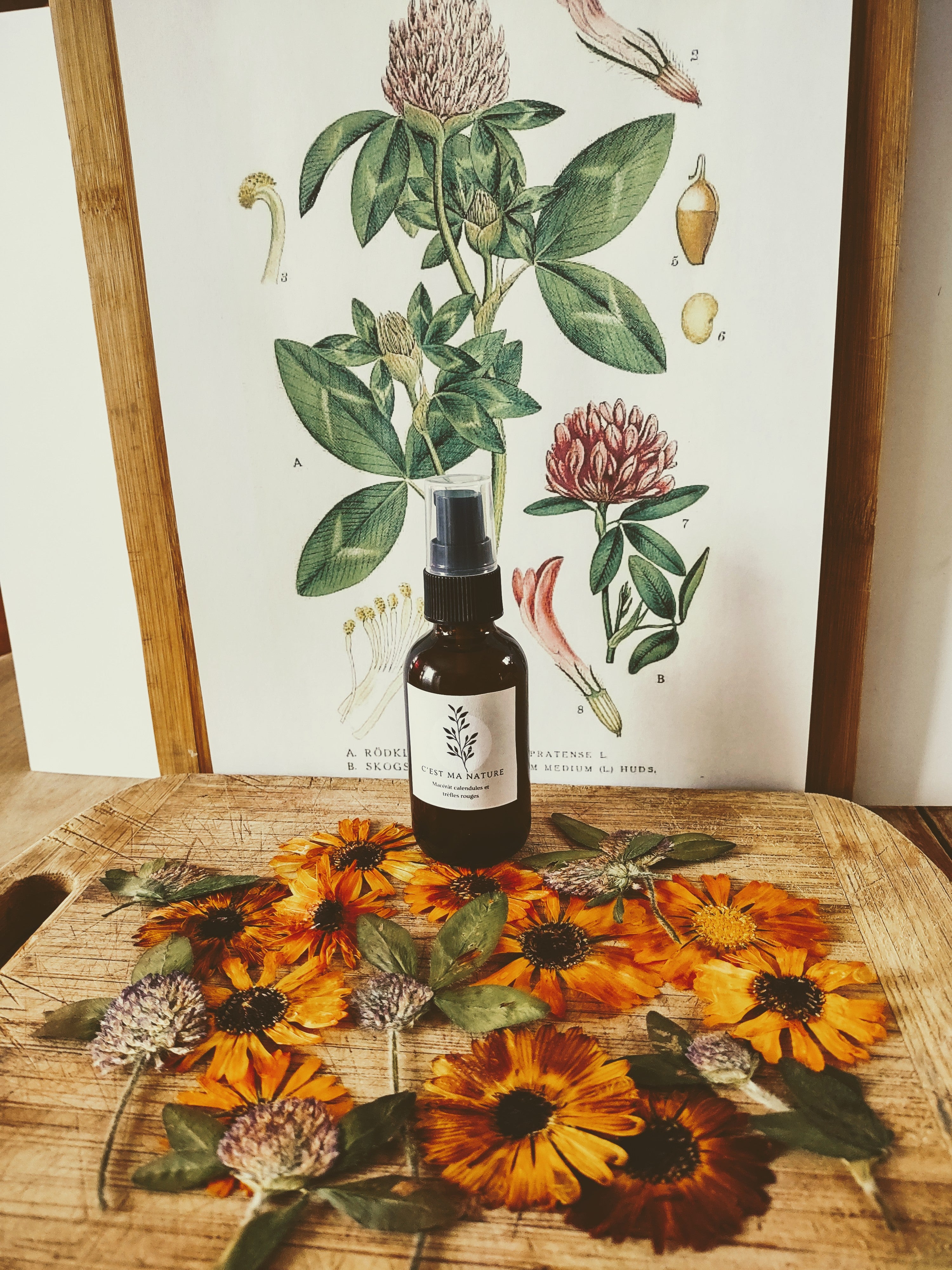 Huile à massage calendule et trèfle rouge 100 ml