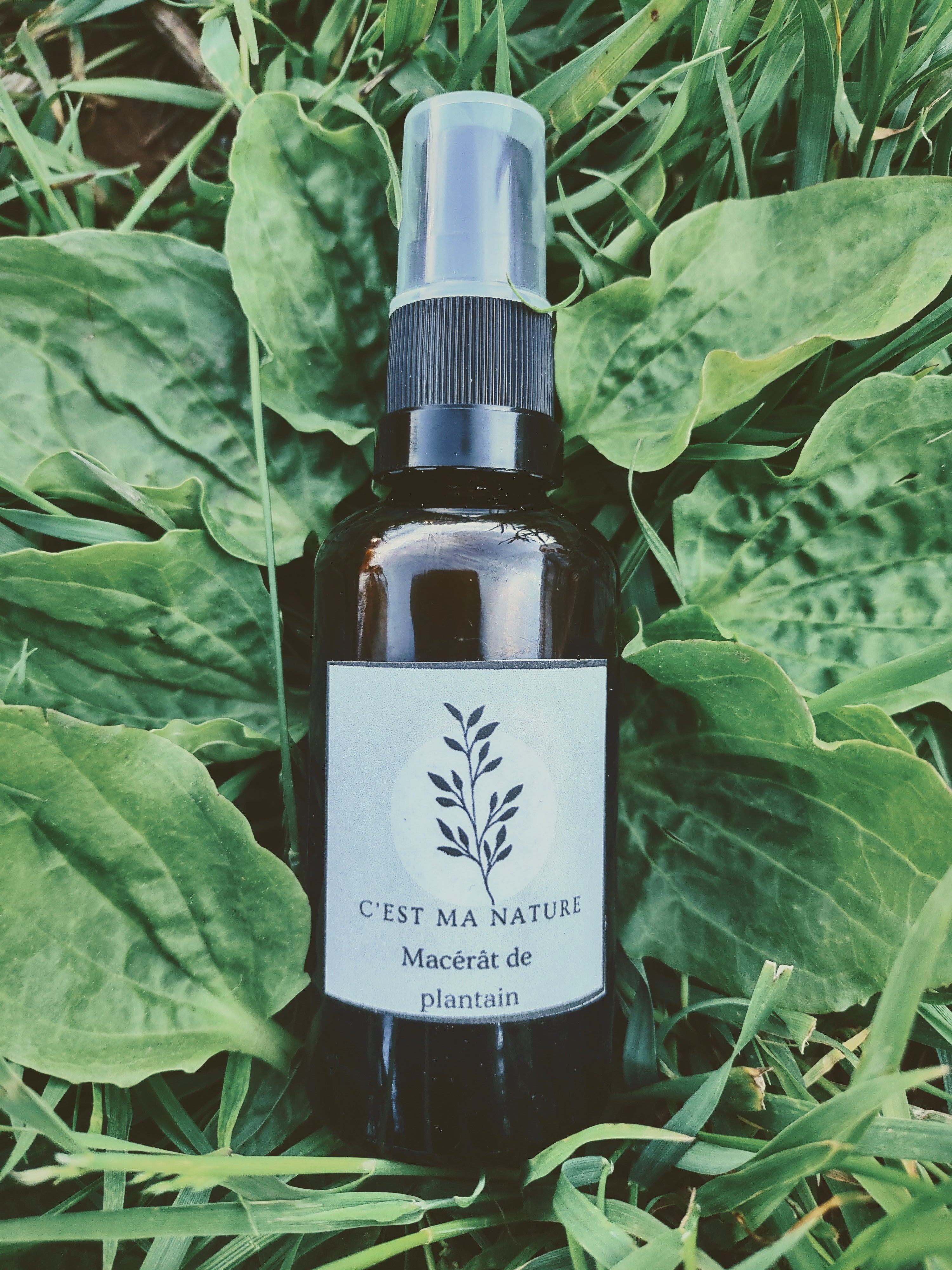 Macérat de plantain 50 ml