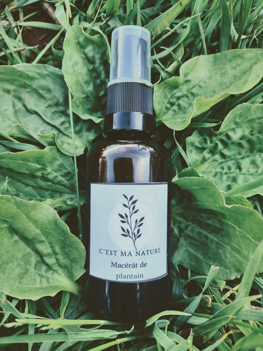 Macérat de plantain 50 ml