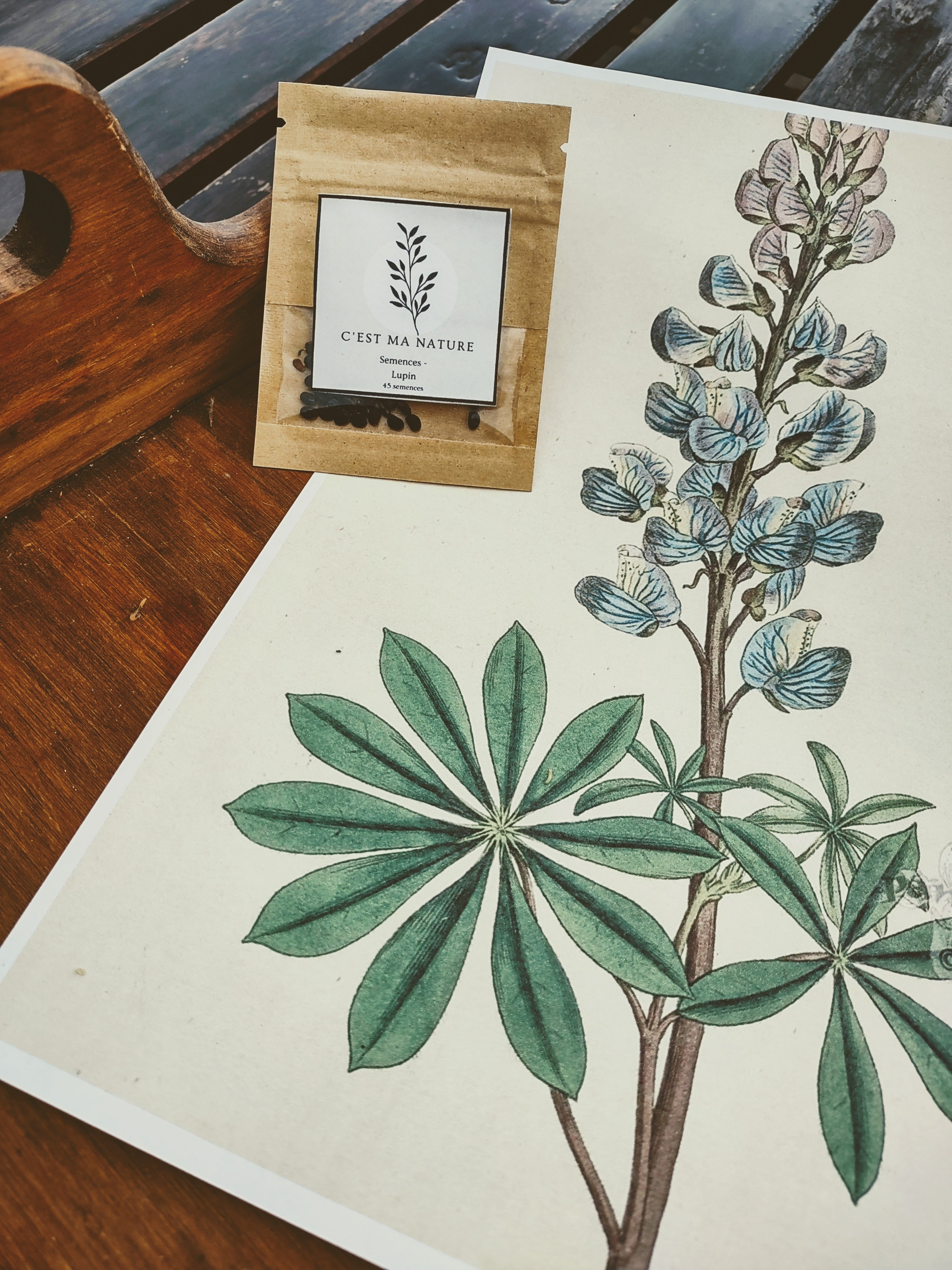 Semences Lupin
