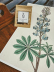 Semences Lupin