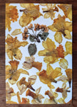Carte postale Jonquilles