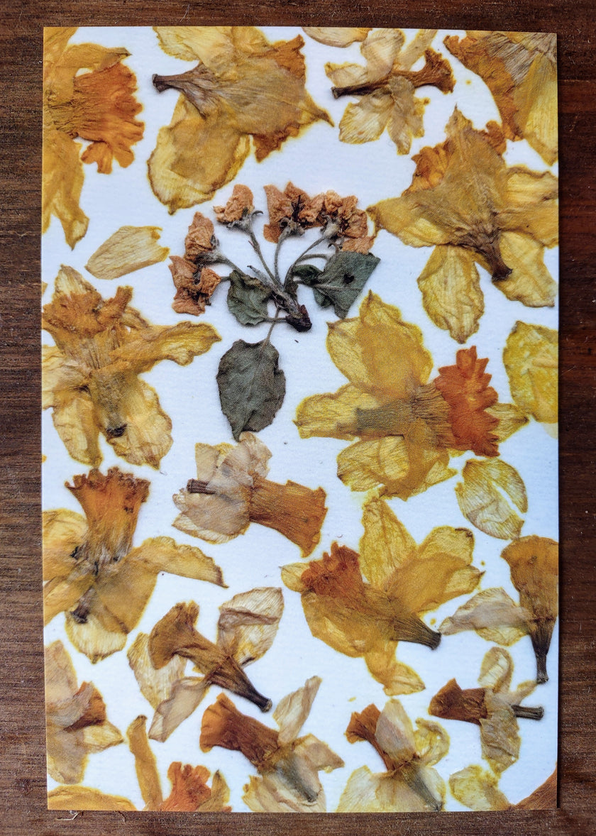 Carte postale Jonquilles