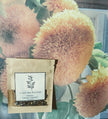 Semences tournesol Teddy Bear