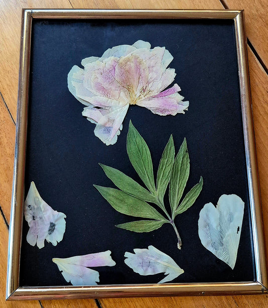 Cadre - Pivoine