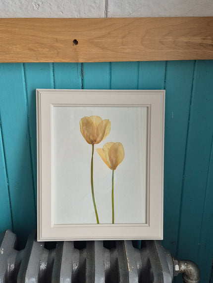 Cadre floral - Tulipes blanches