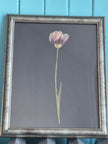 Cadre floral - Tulipe gracieuse