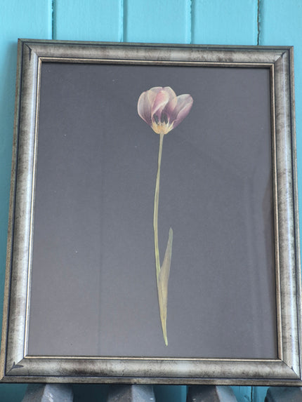 Cadre floral - Tulipe gracieuse