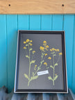 Cadre floral fleurs de kale II