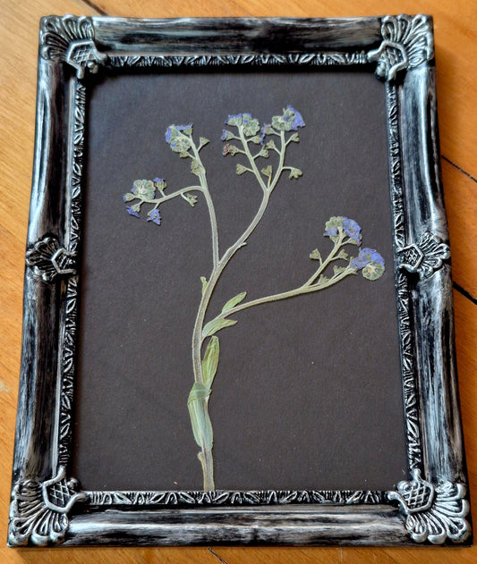 Cadre - Myosotis classy