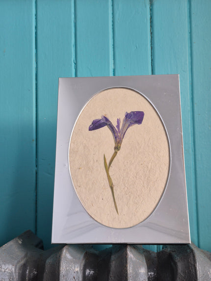 Cadre floral Lys bleu