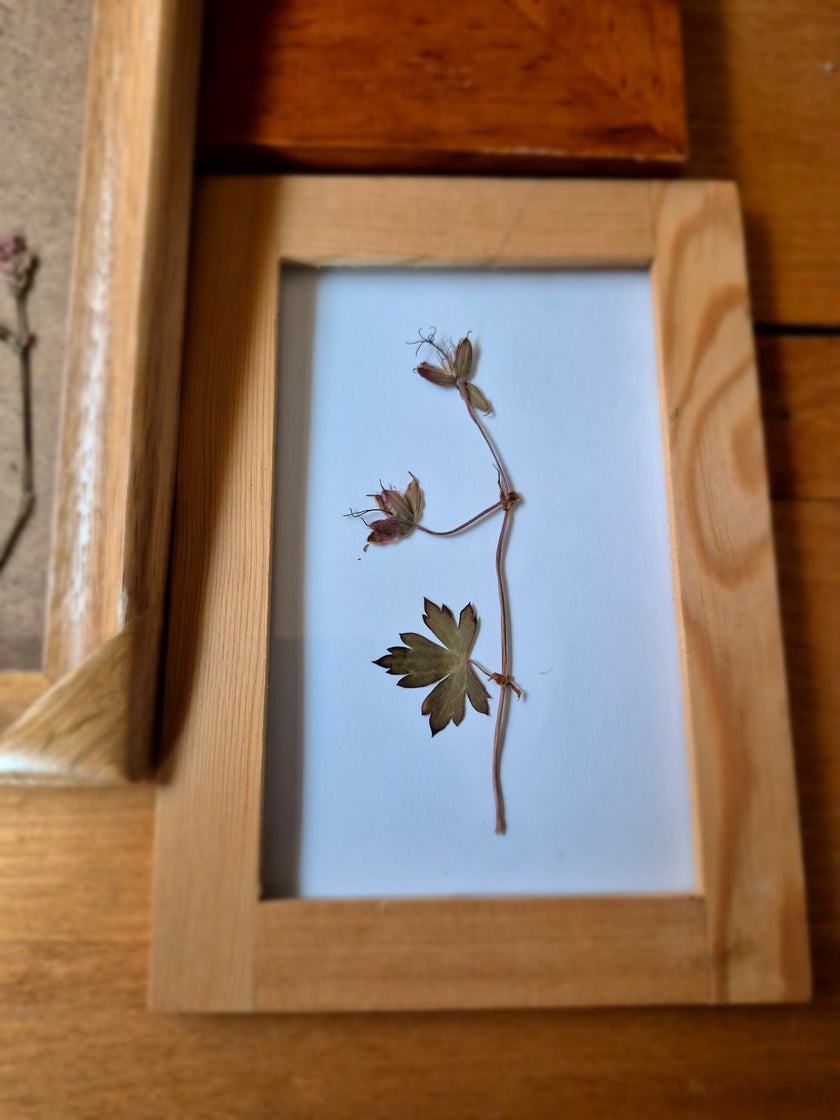 Cadre floral - Géranium herbier