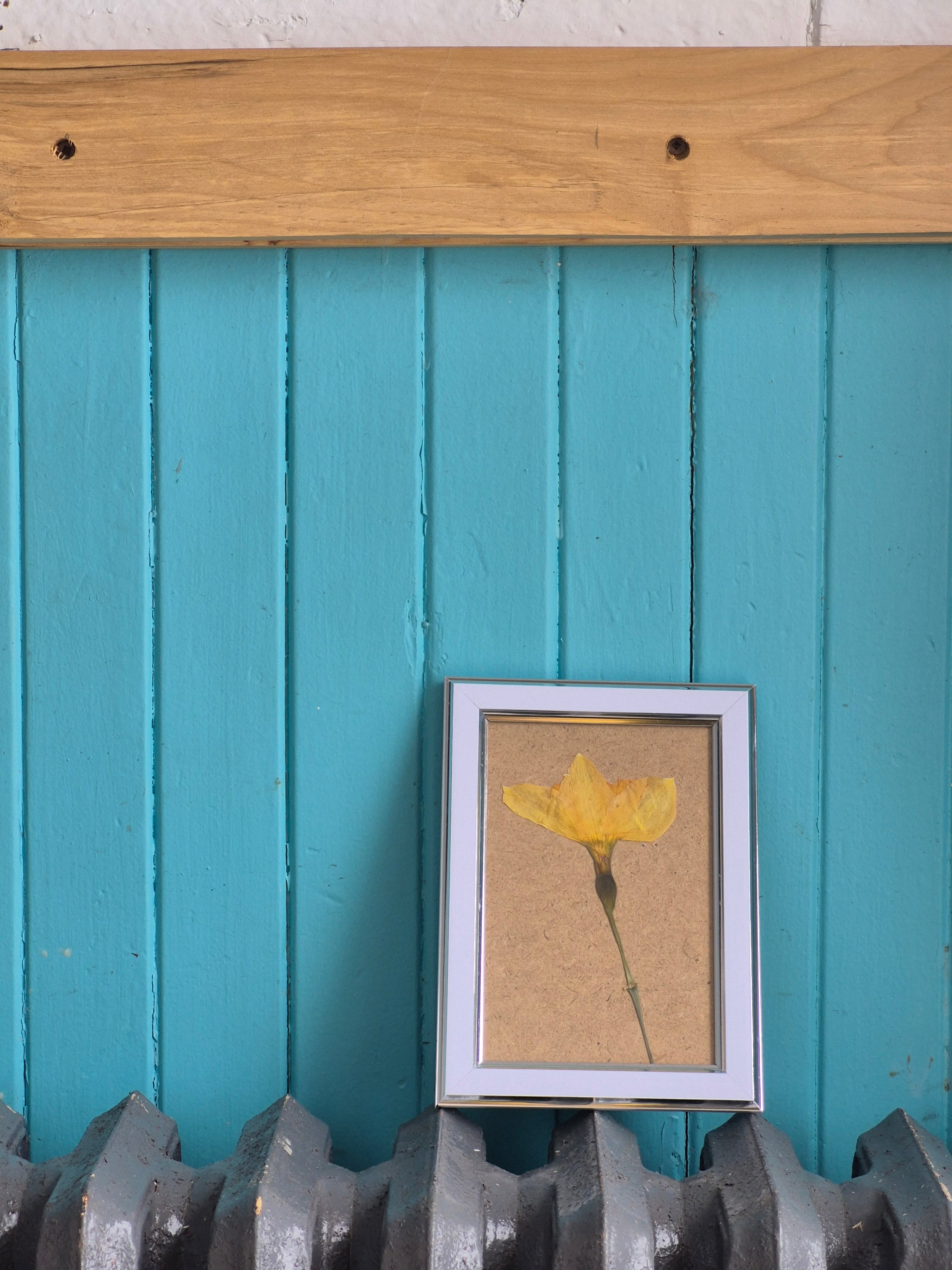 Cadre floral jonquille