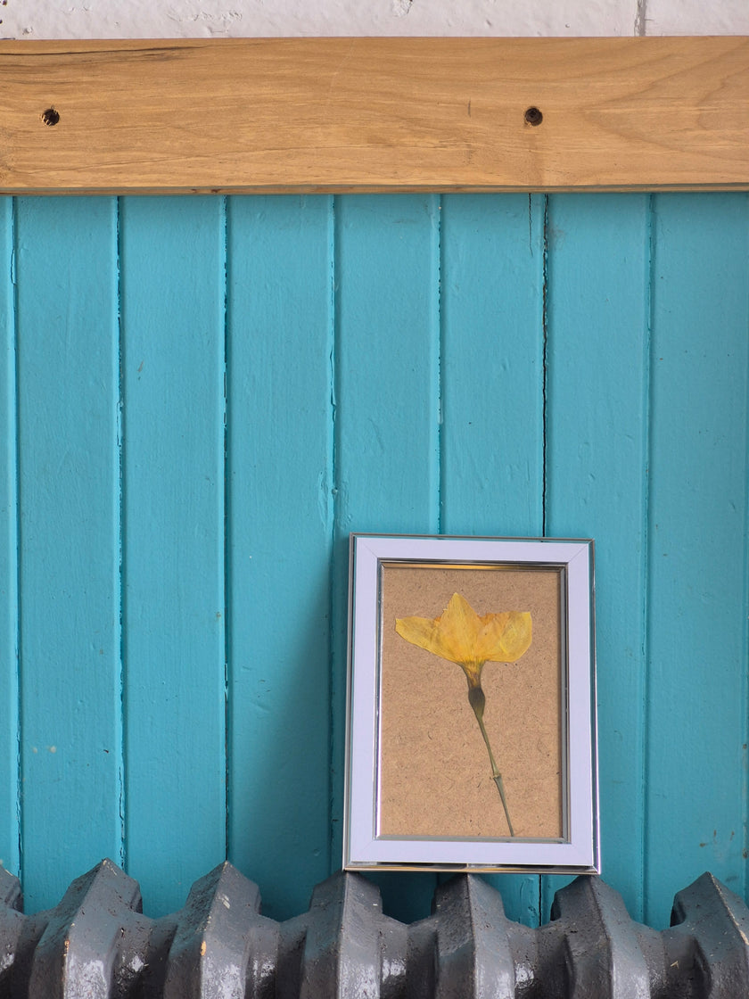 Cadre floral jonquille