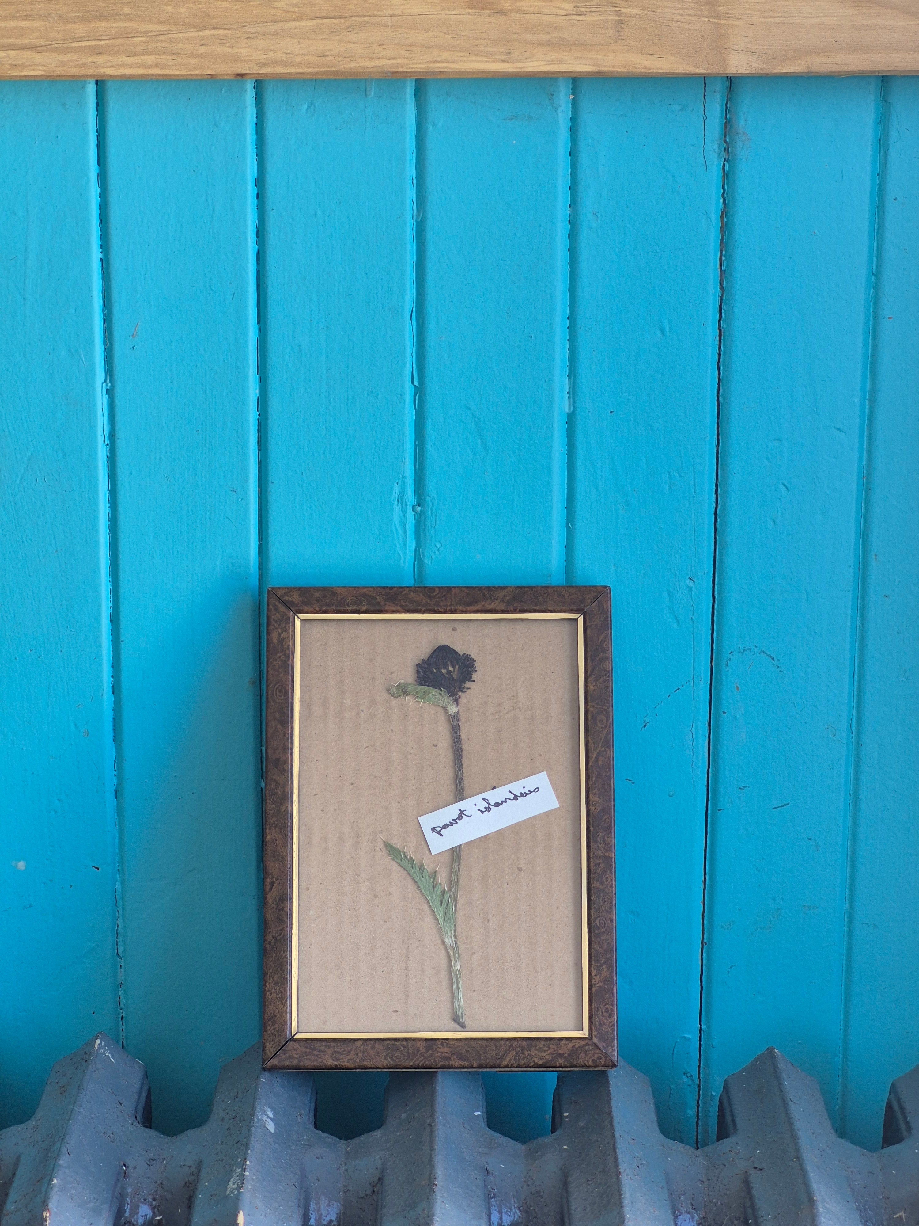 Cadre floral pavot islandais
