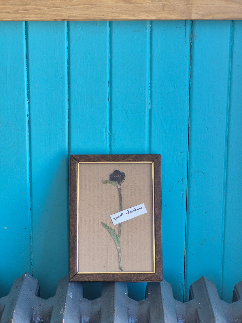 Cadre floral pavot islandais