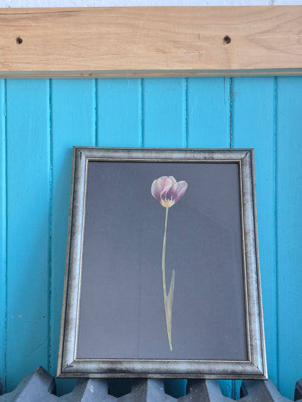 Cadre floral - Tulipe gracieuse