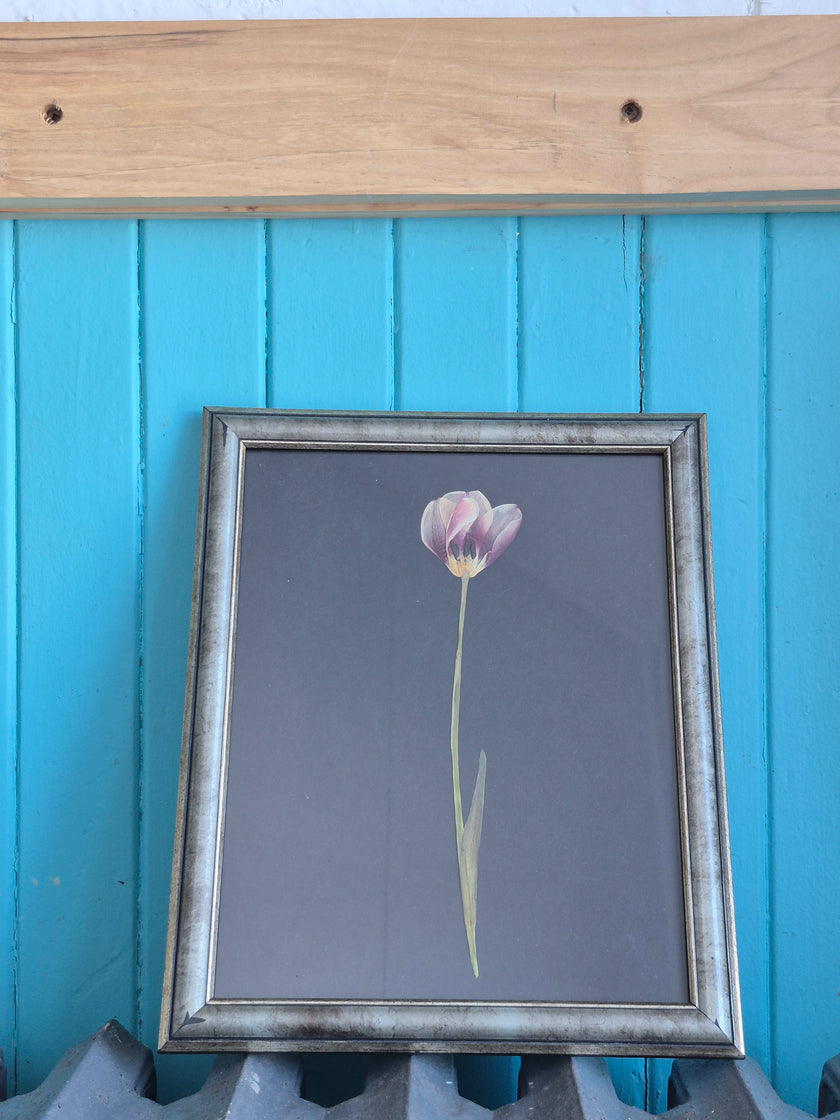 Cadre floral - Tulipe gracieuse