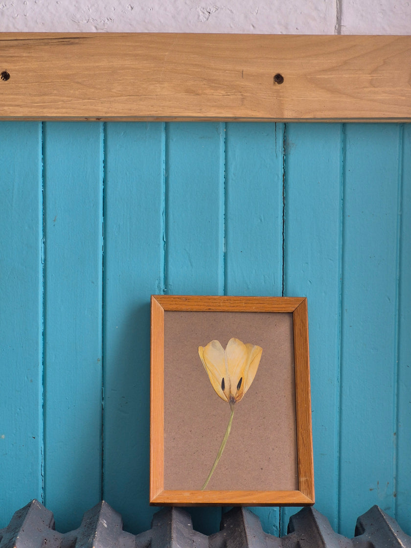 Cadre floral - Tulipe blanche