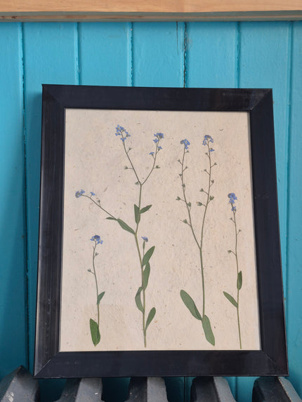 Cadre floral Myosotis