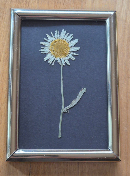 Cadre - Marguerite