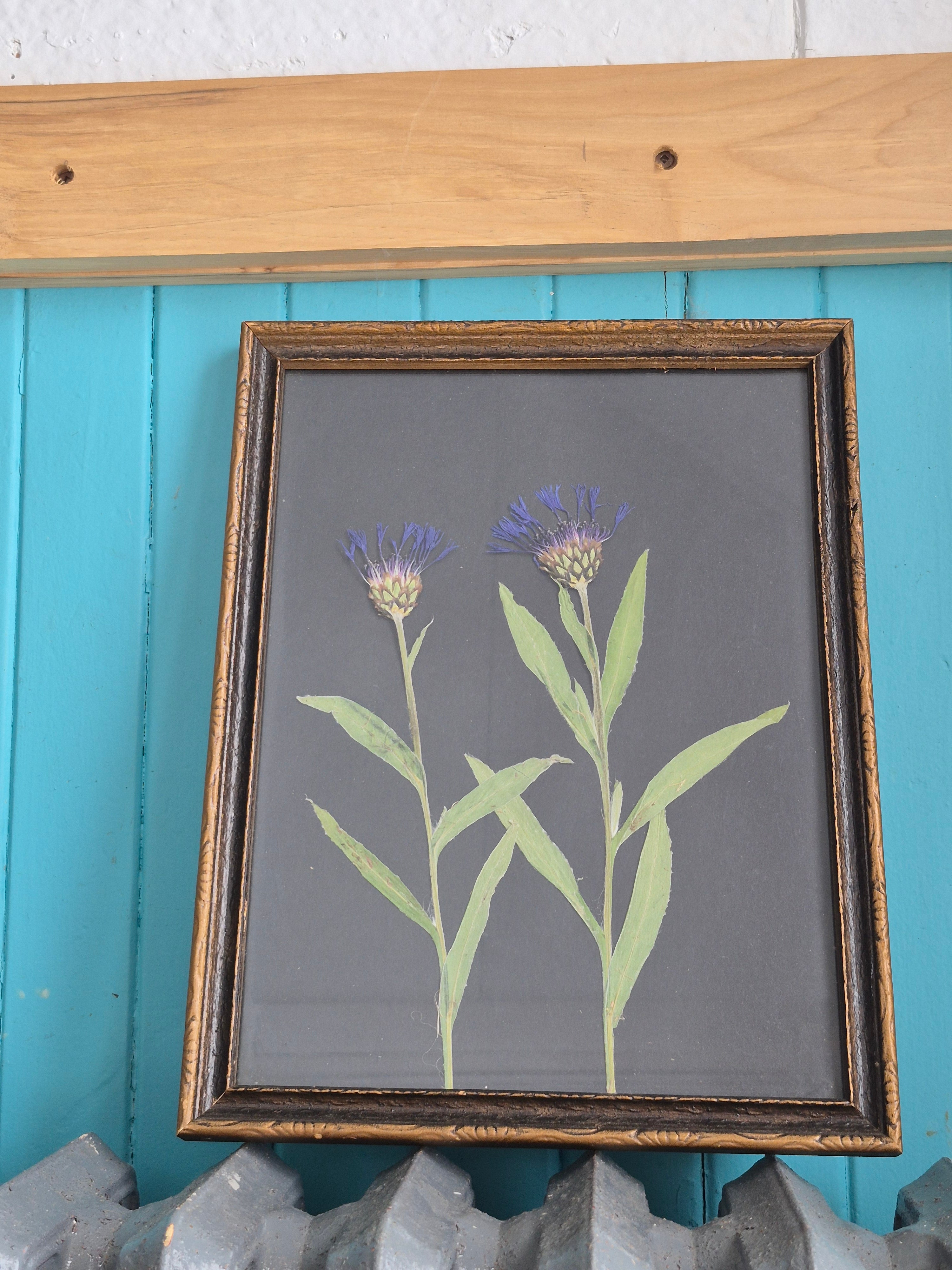 Cadre floral Punky bleu