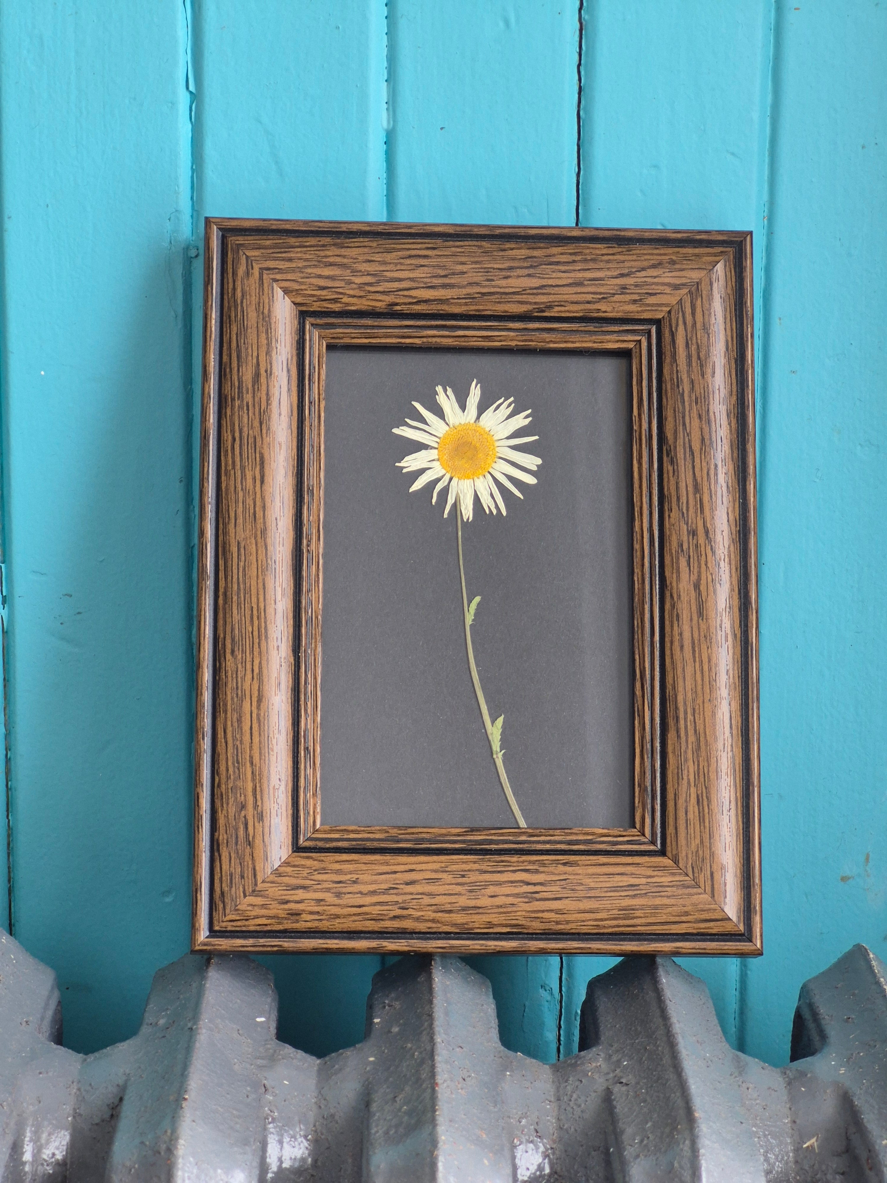 Cadre floral Marguerite