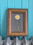 Cadre floral Marguerite